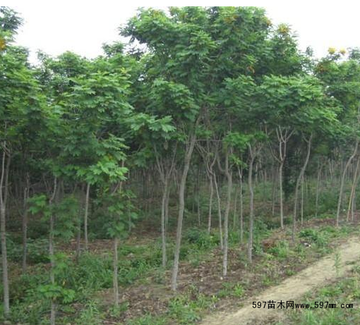 優(yōu)質(zhì)重陽(yáng)木(三葉樹(shù))圖片|苗木|苗木圖庫(kù)|597苗木網(wǎng)