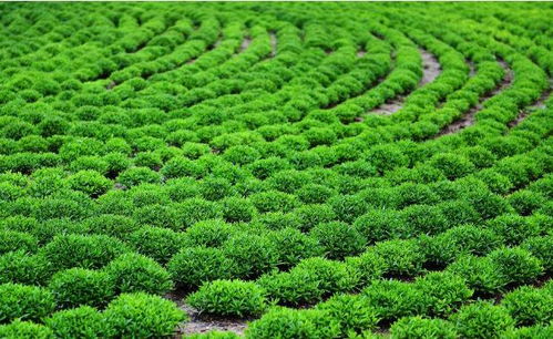 回鄉(xiāng)發(fā)展苗木產(chǎn)業(yè),他用三年實現(xiàn)500萬效益