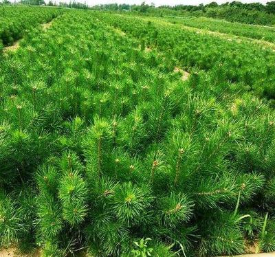 雪松工程苗 規(guī)格齊全 呂梁雪松苗木基地