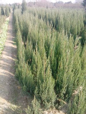 河南檜柏,河南檜柏價格_農副產品_世界工廠網