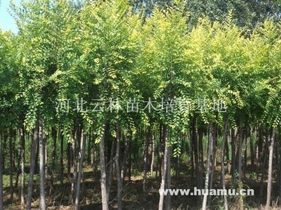 【本基地經營各種綠化苗木,歡迎來電洽談供應|經營綠化苗木河北云林苗木培育基地商鋪