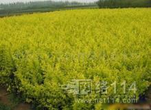 鎮(zhèn)江其他種子、種苗批發(fā)_鎮(zhèn)江其他種子、種苗供應_其他種子、種苗鎮(zhèn)江廠家_ - 