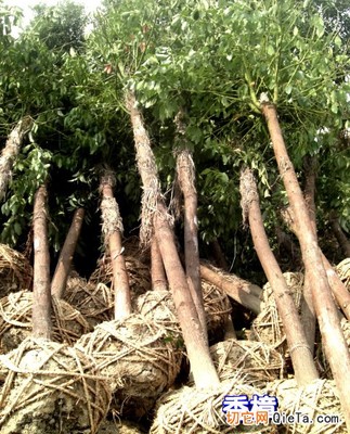 供應(yīng)灌木30-50公分80元起價(jià) - 供應(yīng)產(chǎn)品 - 新龍苗木景景觀苗木基地 - 切它網(wǎng)(QieTa.com)