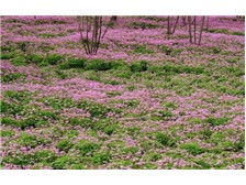 郴州市蘇仙區(qū)宏達(dá)草皮苗木基地公司簡(jiǎn)介郴州市蘇仙區(qū)宏達(dá)草皮苗木基地