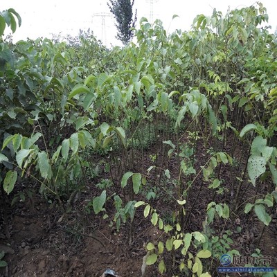 溫185核桃苗 鄭優新品種，泰安旺運苗木中心專業供應