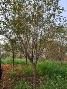 賀萬順苗木種植園入駐苗木通，專注優質苗木之路