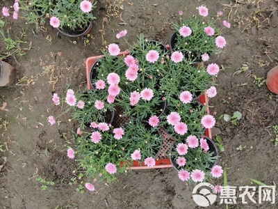 瑪格麗特花苗木基地直銷 高品質工程苗，私享優惠報價