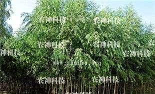 北京竹柳(速生柳)種苗及插條