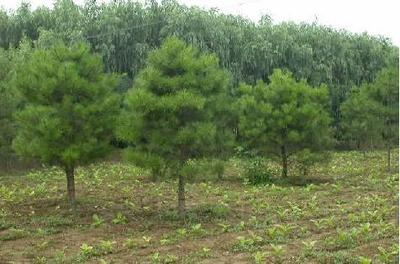 苗木行業(yè)或?qū)⒂瓉怼包S金十年”發(fā)展機(jī)遇