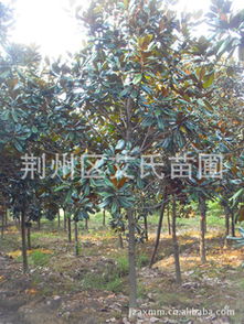 長(zhǎng)期供應(yīng)8-10公分精品廣玉蘭 優(yōu)質(zhì)綠化苗木選購(gòu)指南與廠(chǎng)商合作解析