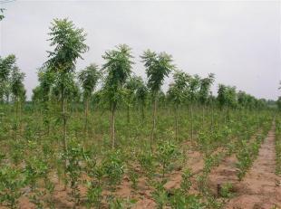 北京欒基地歐楓苗木 世界工廠(chǎng)網(wǎng)上的農(nóng)副產(chǎn)品新星