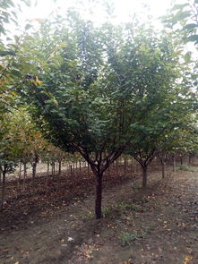 山東泰安和正苗木專(zhuān)業(yè)合作社 綠化苗木價(jià)格解析與選購(gòu)指南